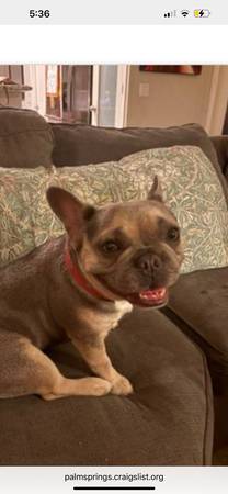 Lost dog