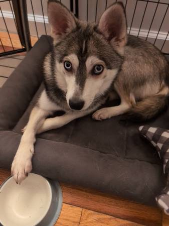 Lost Dog in East Harlem