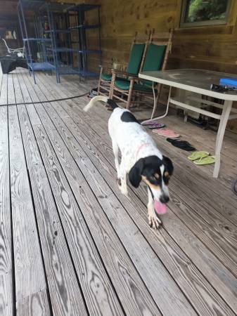 Found dog