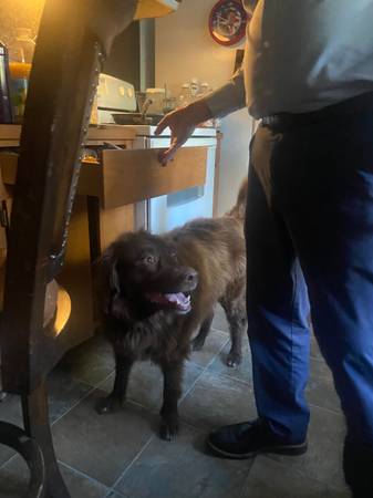 Lost dog