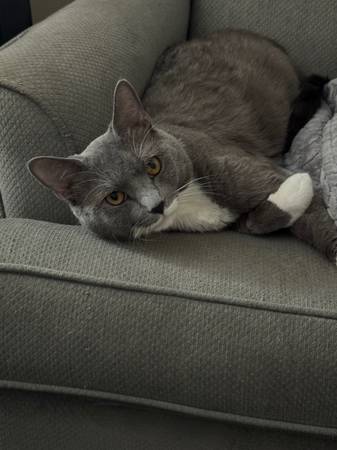 Lost cat