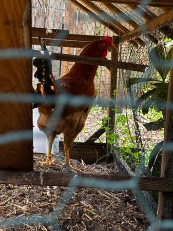 Found chicken