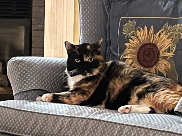 Lost Pet in Easley