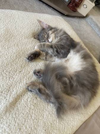 Lost cat