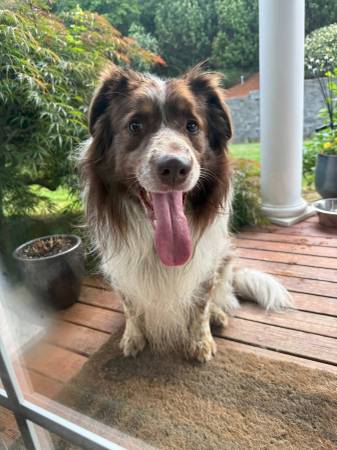 Found Dog in Tracyton
