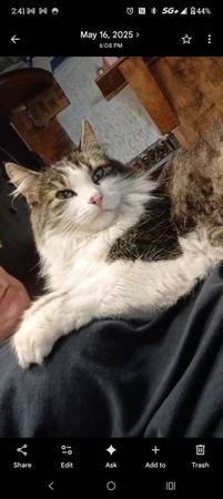 Lost cat
