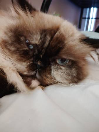 Lost cat