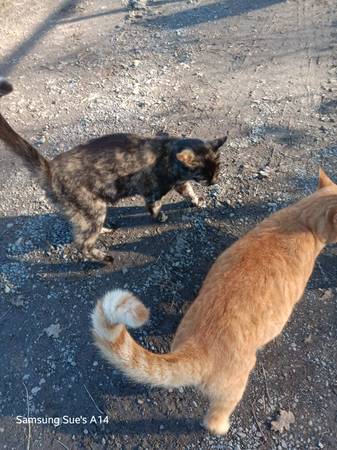 Lost cat