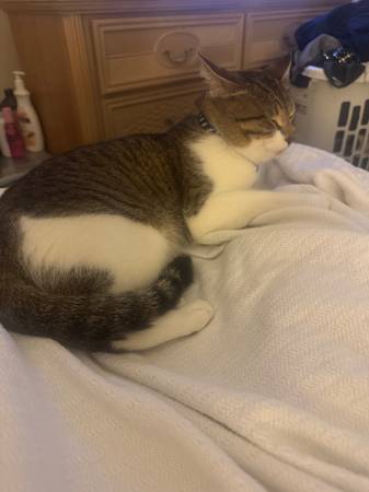Lost cat