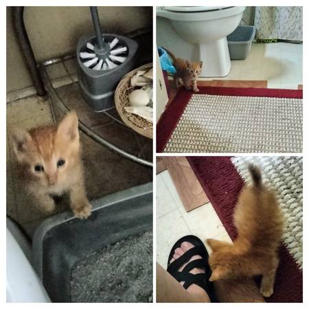 Found cat