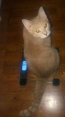 Lost cat