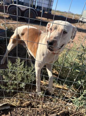 Found Dog in McNeal