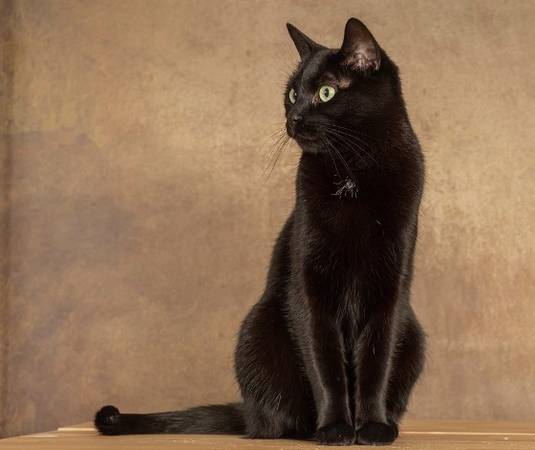 Lost cat