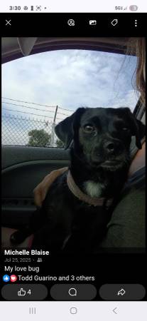 Lost dog