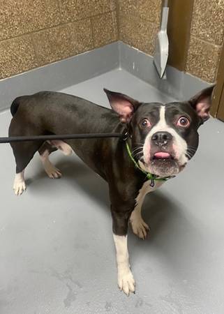 Found dog