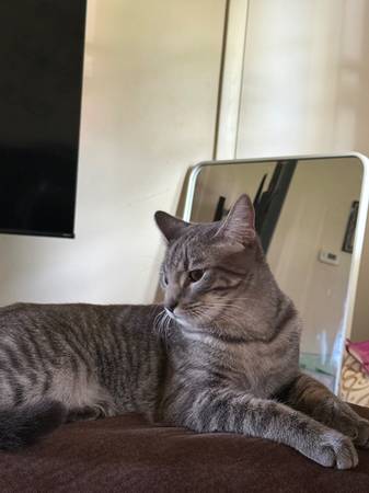 Lost cat