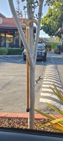 Found Cane in Hayward