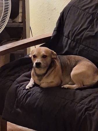 Lost dog