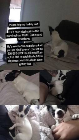 Lost dog