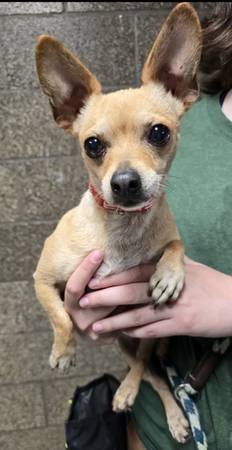 Found dog