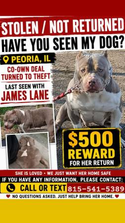 Lost dog