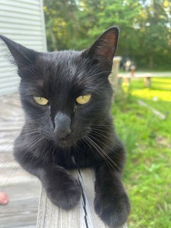 Lost Cat in Pickette Area