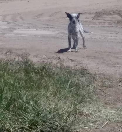 Found Dog in South Of Kuna