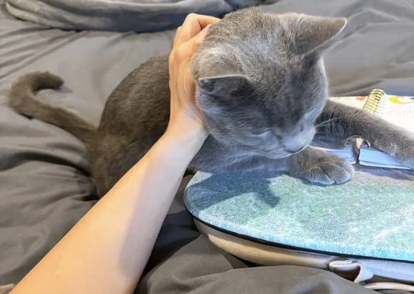 Lost cat