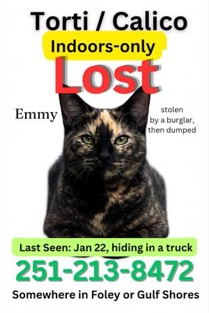 Lost Cat in Bon Secour