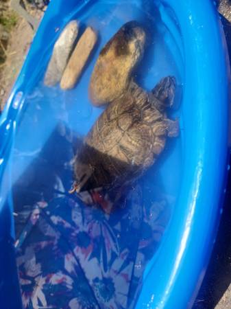 Found turtle