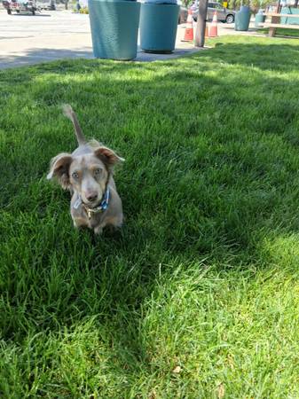 Lost Dog in Castaic