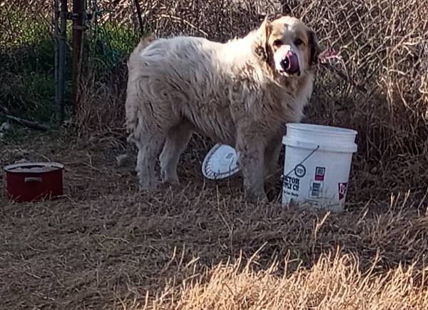 Lost dog