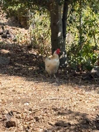 Found chicken