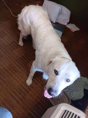 Found dog