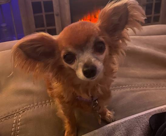 Lost dog