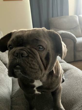 Lost dog
