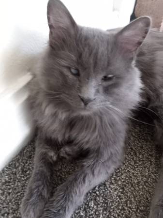 Lost cat