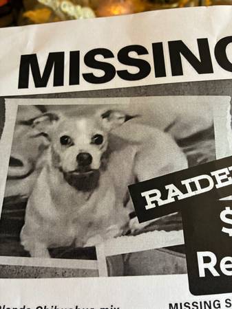 Lost dog