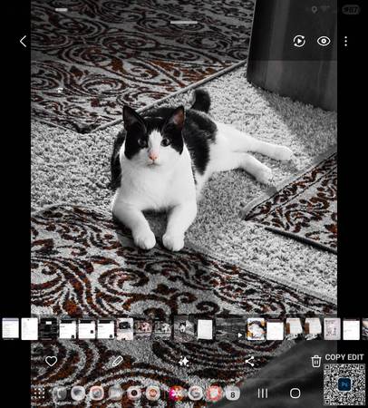 Lost cat