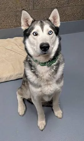 Found dog