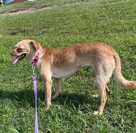 Lost dog
