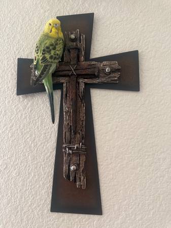 Lost bird