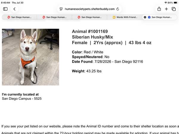 Found dog