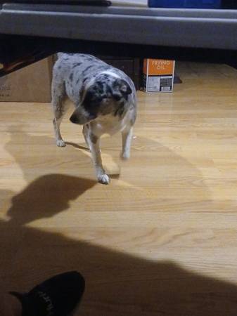 Lost dog