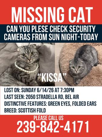 Lost cat