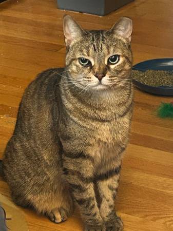 Lost cat
