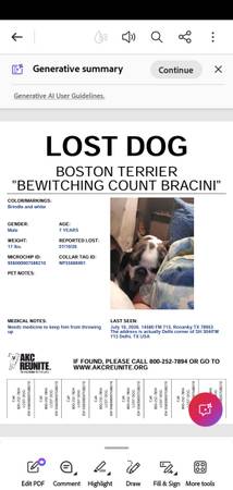 Lost dog