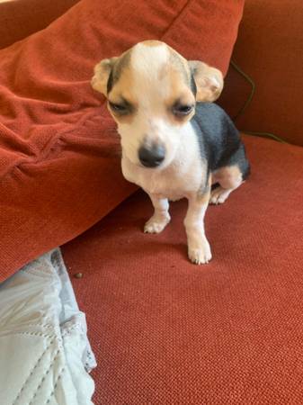 Lost dog