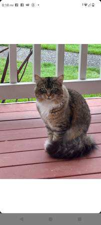 Lost cat