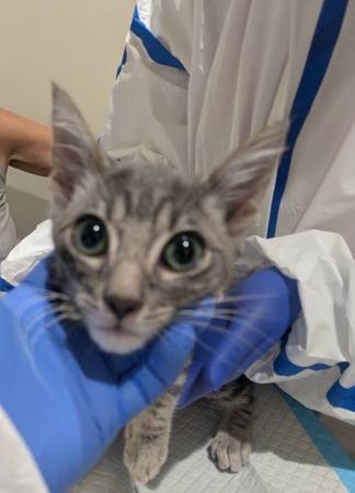 Found cat
